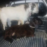 کهر بره چاق زیرقیمت بازار