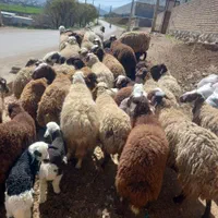 گوسفند زنده کشتاری بره و کاوه میش وشیشک بز و تی بز|حیوانات مزرعه|خرم‌آباد, |دیوار