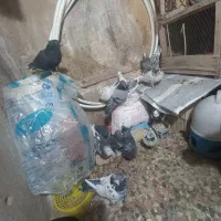 کبوترتهرانی رنگی وزاغ