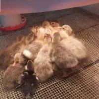 جوجه غاز سرحال