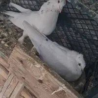 ک ف ت ر|پرنده|زرندیه, |دیوار