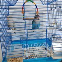 طوطی برزیلی|پرنده|فردیس, شهرک شهید حسینی|دیوار