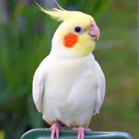 عروس هلندی لوتینو گمشده