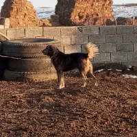 سگ‌سرابی توله