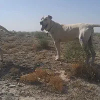 سرابی