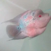 ماهی فلاور نر