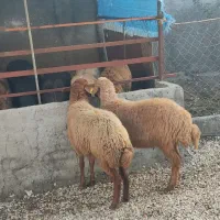 دو راس توقلی ماده افشار سالم خوشخوراک