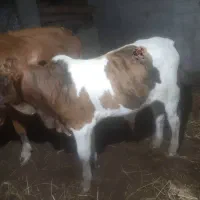 گاو چالوسی