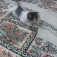 حیوان خانگی