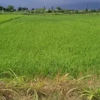 زمین-کشاورزی-16هزار-متر-سنددار-قیمت-یک-کیلو-برنج