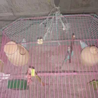 مرغ عشق|پرنده|ایرانشهر, |دیوار