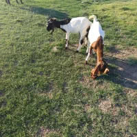 بز دوقلوزا|حیوانات مزرعه|گتوند, |دیوار