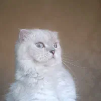 گربه اسکاتیش|گربه|فردیس, داوری|دیوار