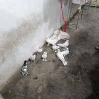 کبوتر سفید گلی|پرنده|شهرکرد, |دیوار