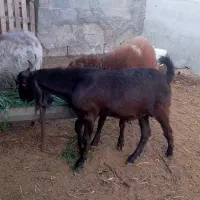 بزنرچوش دورگ پاکستانی