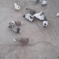 13تاکفتر صید|پرنده|مشهد, کشف|دیوار