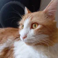 واگذاری|گربه|رشت, دروازه لاکان|دیوار