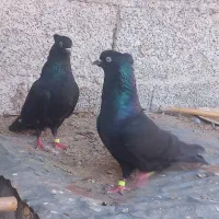 یک جفت کبوتر کاشانی