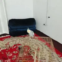 پرنده زیبا و باهوش