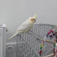 لوتینو ماده دستی