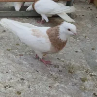 طوقی زیره ای