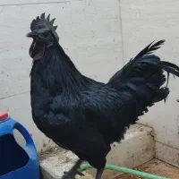 انواع جوجه و مرغ و خروس محلی و نژاد دار|حیوانات مزرعه|طبس, |دیوار