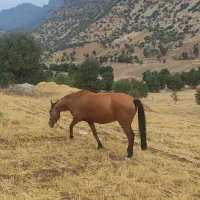 فروش اسب مادیان