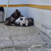 واگذاری بچه گربه نر
