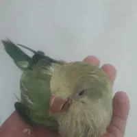 راهب سبز کمیاب