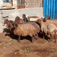 ۱۲میش اوست سنگین