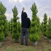 فروش لاوسون پیچ و ساده|خدمات باغبانی و درختکاری|چابکسر, |دیوار