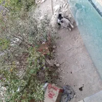دوعدد سگ پاکوتاه نر وماده