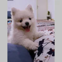 مینی پامرانین خرسی