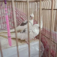 عروس هلندی نر ماده|پرنده|جوانرود, |دیوار