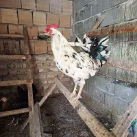 فروش خروس گلین