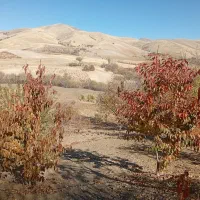 زمین کشاورزی|فروش زمین و ملک کلنگی|کامیاران, |دیوار