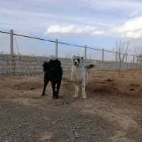 سگ ۱۰ماهه