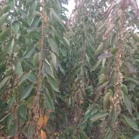 نهالستان سعید افشانی نهال گیلاس وزرد آلو عسگر آباد|خدمات باغبانی و درختکاری|ارومیه, |دیوار