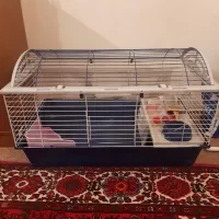 قفس گروش و خوکچه هندی