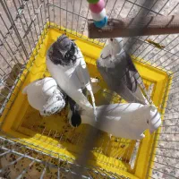 کبوتر|پرنده|بافت, |دیوار