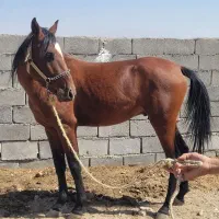 خرید و فروش اسب پالونی|اسب و تجهیزات اسبسواری|دورود, |دیوار