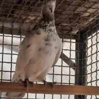 کفتر تهرانی