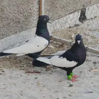 کفتر سینه ای نوک سفید پرشی|پرنده|شیراز, ارم|دیوار