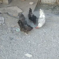 3عدد مرغ پلیموت و محلی