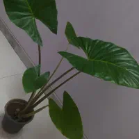 گل‌های آپارتمانی قیمت مناسب|گل و گیاه طبیعی|اصفهان, سرچشمه|دیوار