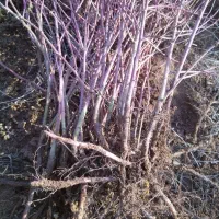 نهال گل محمدی|خدمات باغبانی و درختکاری|سیلوانه, |دیوار