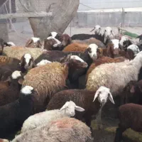 میش بره گوسفند