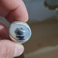 انگشتر شجر .