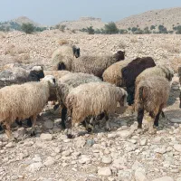 فروش 30 راس شیشک میش داشتی ناز آبستن و بره دار|حیوانات مزرعه|کازرون, |دیوار