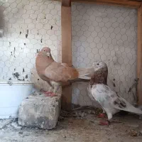 کفتر فروشی دهن خورده